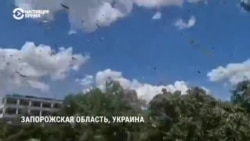"Результат будет для фермеров плачевный". В прифронтовом регионе Украины нашествие саранчи